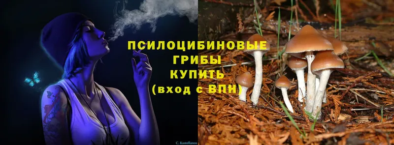 Псилоцибиновые грибы Psilocybine cubensis  даркнет сайт  Торжок 